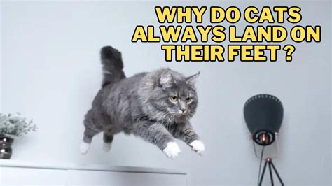 Why Should a Software QA Engineer Know Code? And Why Do Cats Always Land on Their Feet?